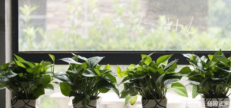 盆栽|老婆拿这种水来浇花,家里养的绿植再也没生过虫,还繁花似锦!