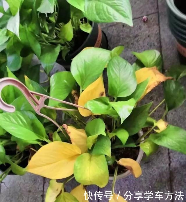 养花施肥,这“4大禁区”莫入,不然适得其反,啥花都会烂根黄叶!