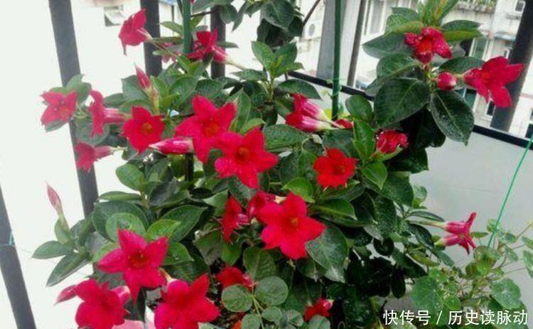 花卉|家养此款花卉,花大色艳胜玫瑰,花朵硕大、花期长,个个都好养