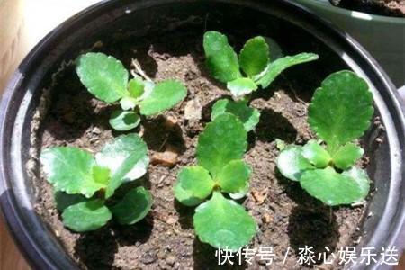 枝条|家有长寿花,还没“修剪”小心晚了时间,秋天不开花!