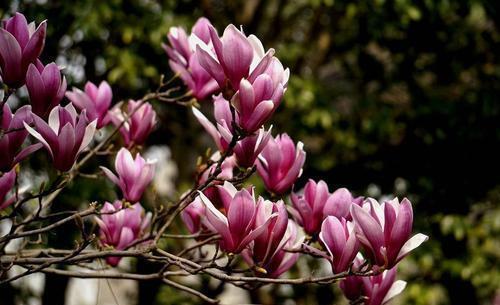 有个小院子,定要种上6种花,皮实又好养,长成传家宝!