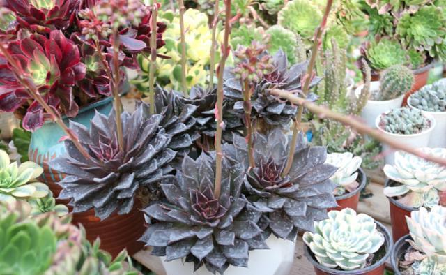 行为|养多肉5个“行为”要避免,否则会悄悄“毁掉”你的多肉