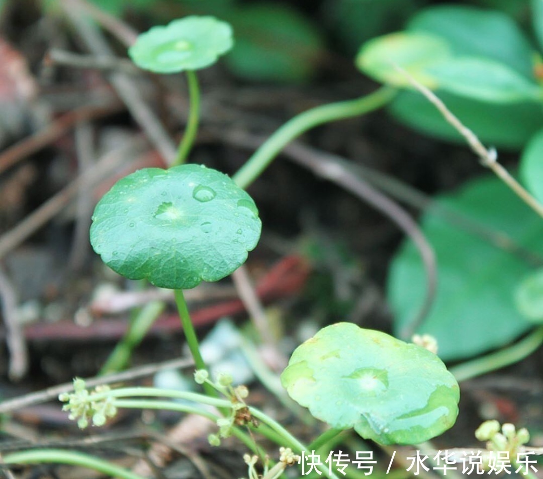 酒鬼|这“3种花”，全都是“酒鬼”，每天喝一点，想不绿叶都难