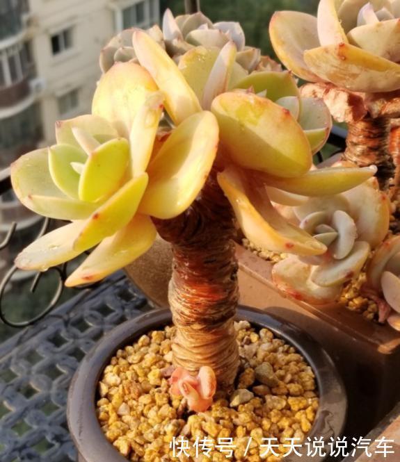 养多肉白凤,做好几件事,几个环节,哪个都不能少