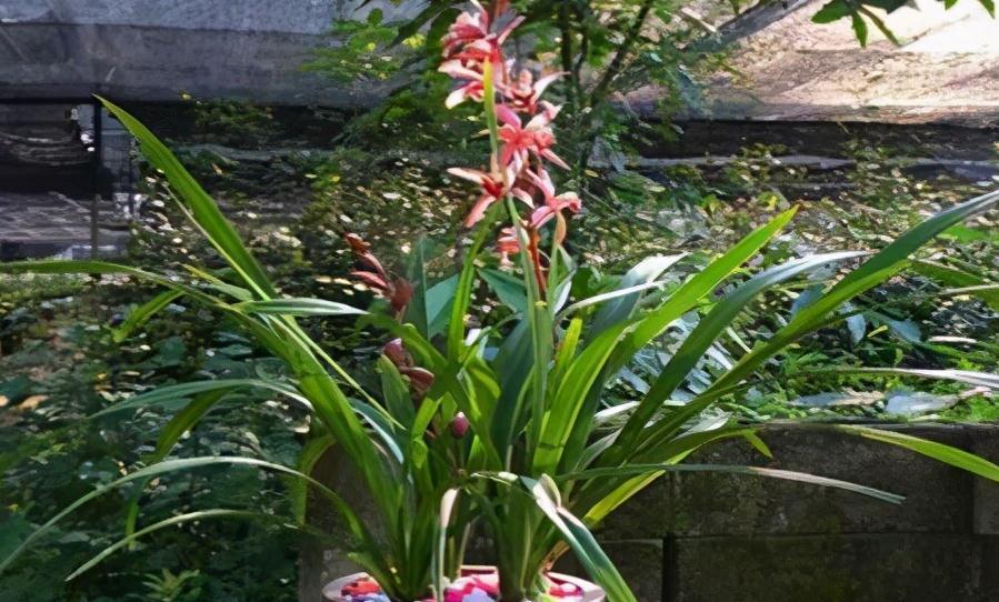 兰花过冬做足3点,不仅能顺利过冬,花开旺盛还香气满屋