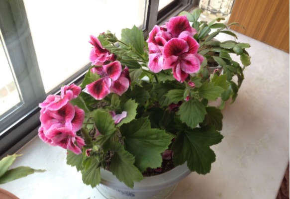 养太阳花、长寿花、石竹,春天把握住“细节”,开花才漂亮