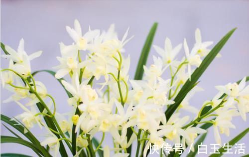 白雪公主|兰花界的新宠“白雪公主”，花色素雅，香味扑鼻，新手也能养好