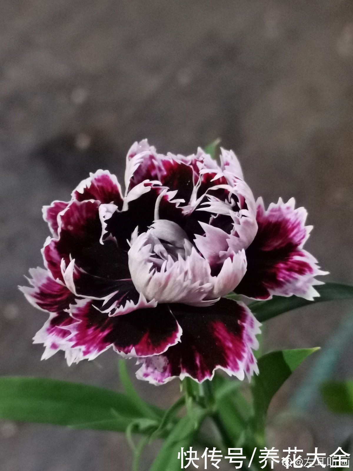 花友|3个养花坏习惯,要赶紧改掉,不然花养得再多也养不好