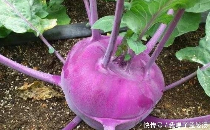 农村|农村的这种蔬菜,吃半个就满足一天营养,城里人想吃还买不到