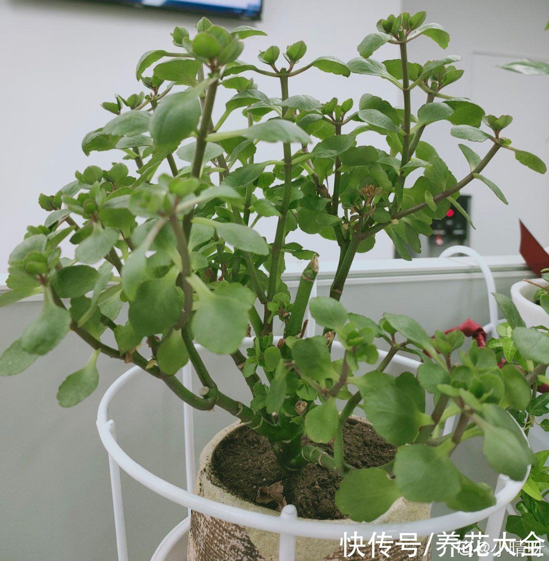 月季|养花“黑名单”实在太难养，心累
