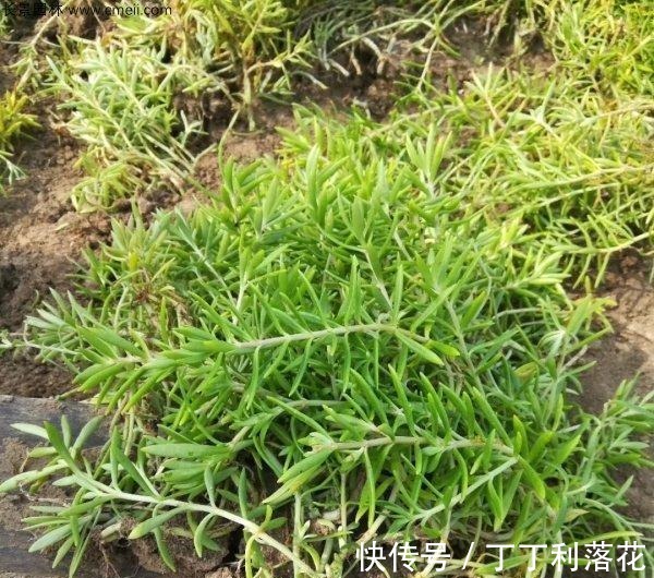 佛甲草|佛甲草能长多长！