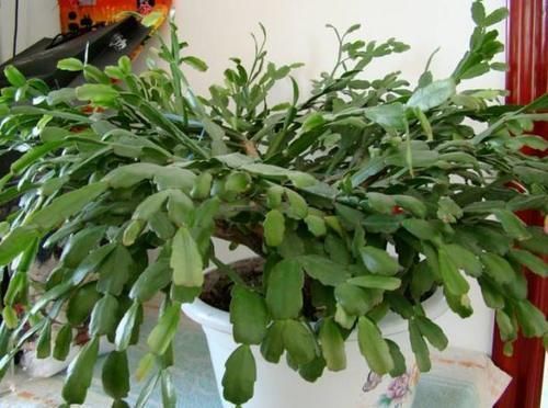 自从学会用蛋壳养花后,家里再没掏过一分钱买肥料