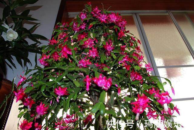 养好蟹爪兰并不难,掌握几点,年年花开不断,长成大瀑布!
