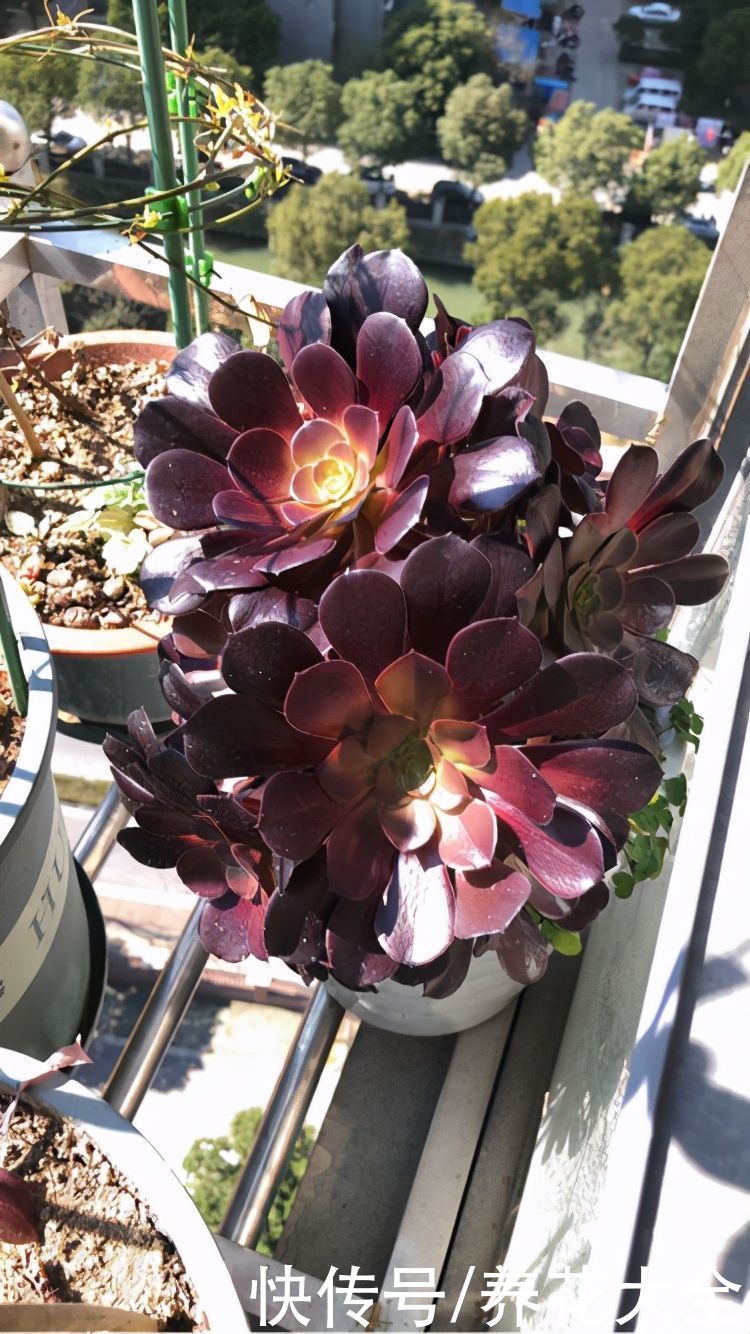 能长成“小树”的多肉，养得越久长得越壮，老桩看着真喜人