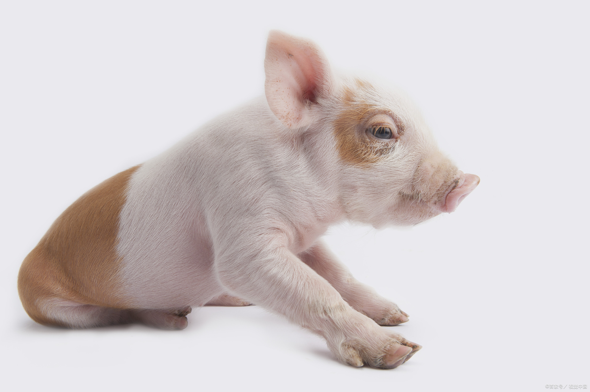 猪传染性胃肠炎|猪流行性腹泻怎么治