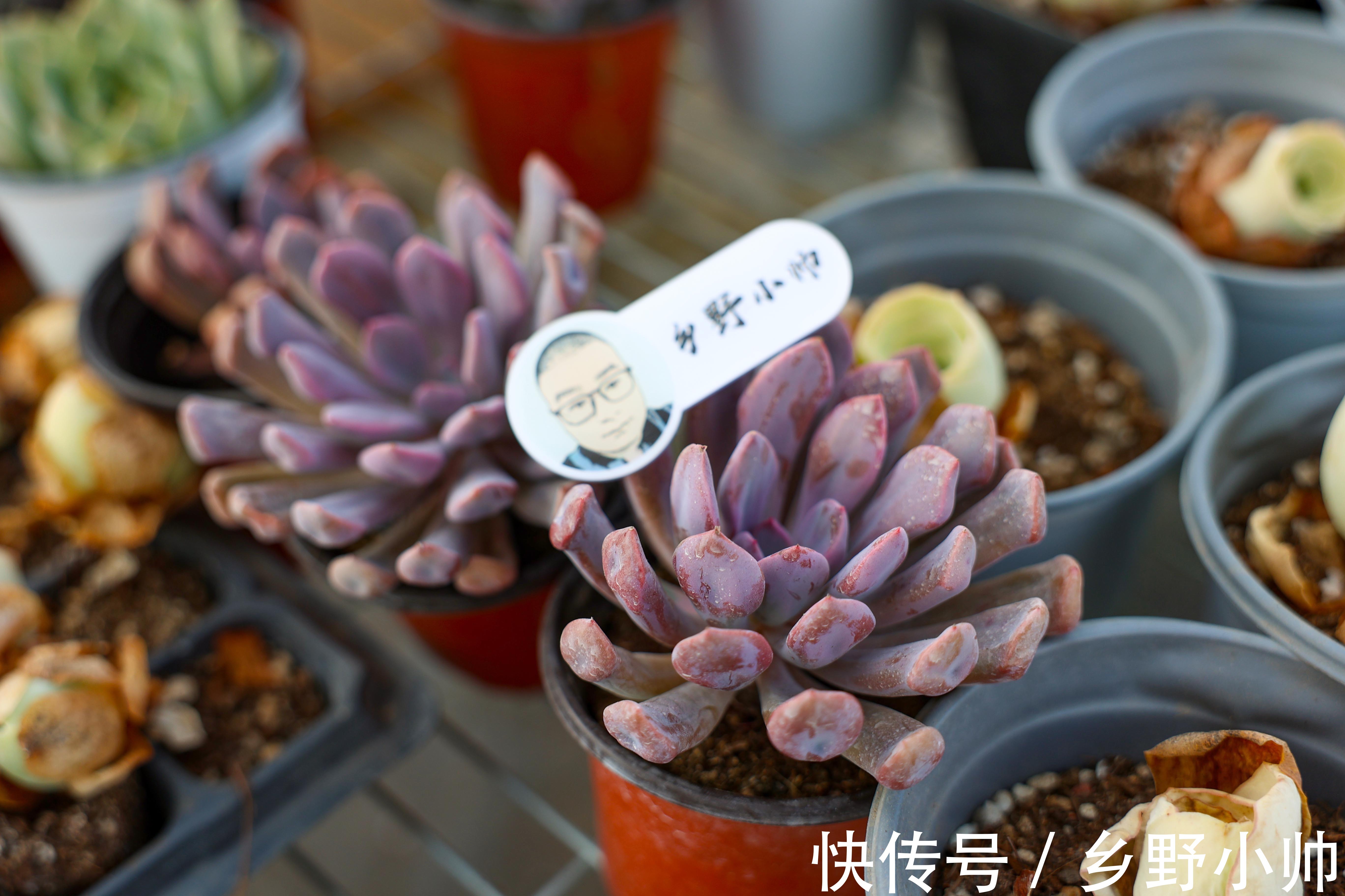 黛比|阳台党有福了,小帅为你介绍几款适合阳台党的多肉,抓紧带回家