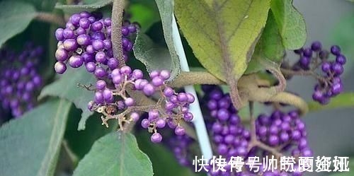 果实|叶似枇杷叶，果实像紫珠，无论谁在村边偶遇，别无知当草，要重视