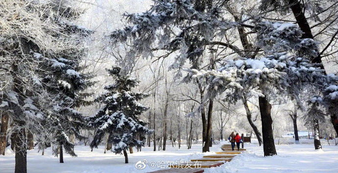 雾凇|雪树银花 雾凇扮靓冰城