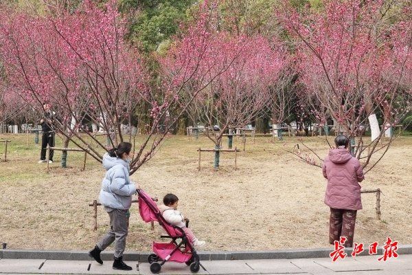 大范围雨雪来了！武汉最高气温又降到个位数