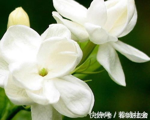 阳台上|5种花是花中劳模，一年四季开花不断，繁花似锦，开花娇艳