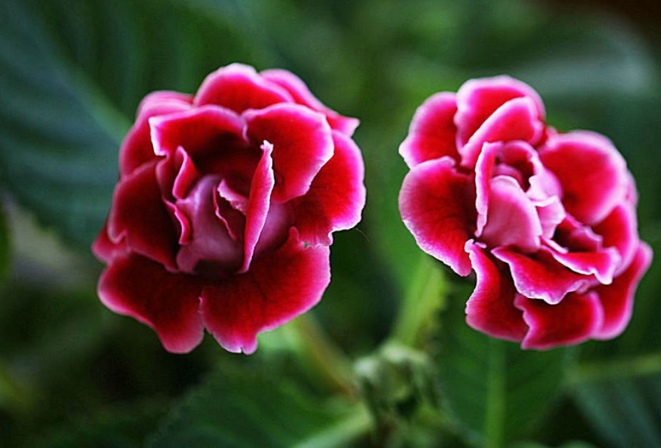 4种“耐阴花”，光照少也能“年年开花”，比吊兰好养“10倍”