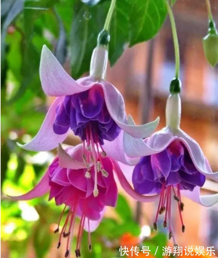 宫灯|世界上“最美”的垂吊花，看一眼就疯狂爱上他，你呢