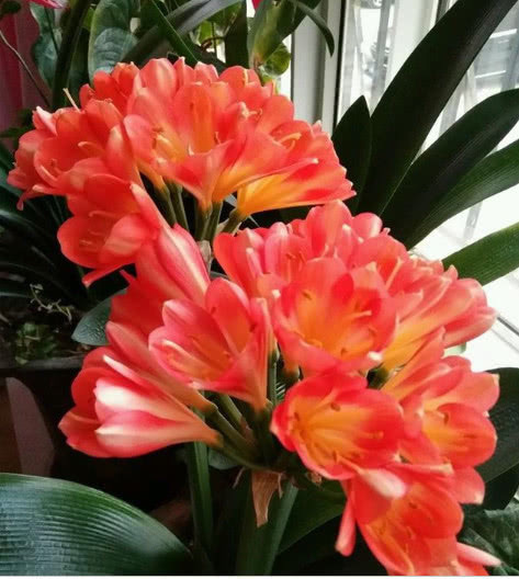 养花|想要养好君子兰,这一步不能少,做好了叶绿油亮,年年开花不断