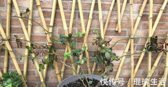 月季横拉很简单,做好这四点,芽点萌发多,花开多又美