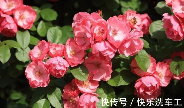 单朵花|不垂头的5种藤本月季,勤花又好看,全面盛开很漂亮!