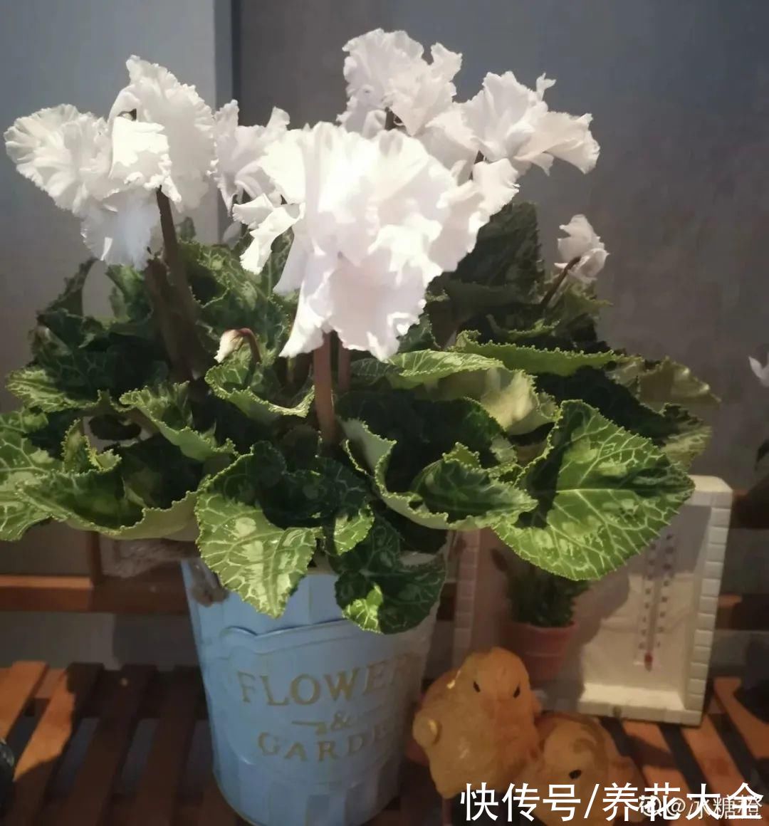 冬天好养的花，皮实不娇气，颜值高上档次，咋养都开花