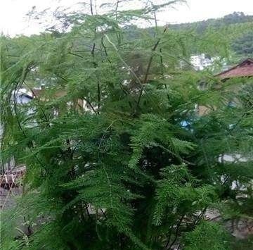 家里的文竹稀稀拉拉,真难看,用了这1东西,发疯的长,不黄叶