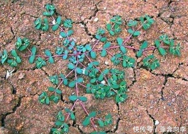 地锦草|见到''奶浆草''别拔,它能刺激血液循环,其他地区被叫做''血愁''