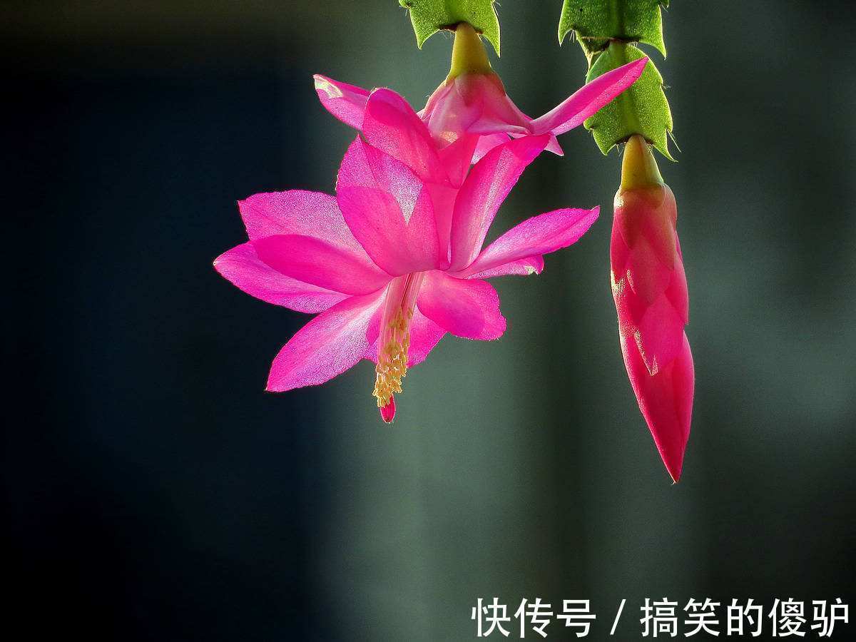 家家都养的长寿花、蟹爪兰,入秋这样养护,花期提前能开好几茬