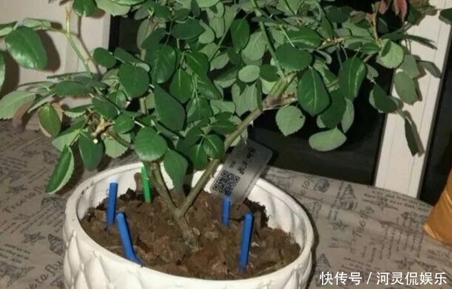 竹签|万能的浇水“神器”,只需一根小吸管,专治各种烂根烂叶!