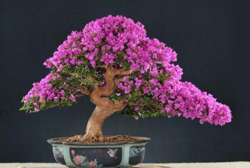 养花得用营养土!几种东西“混起来”,简单实用,养啥都旺!