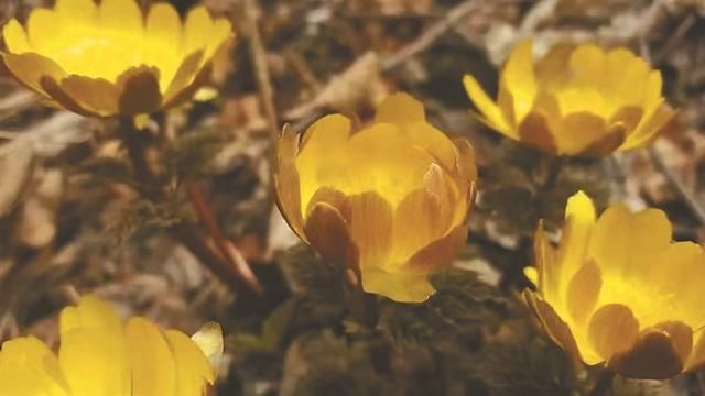 龙江赏花地图，带你走进春日“万花筒”