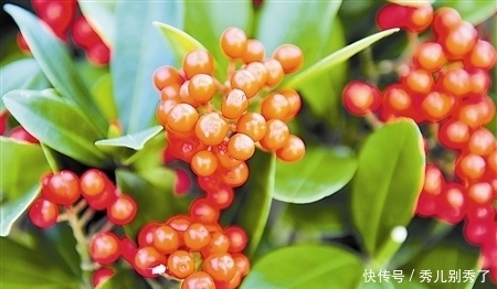 家里养了盆特别好看的花果子,还说能治病,切不知它是有毒的!