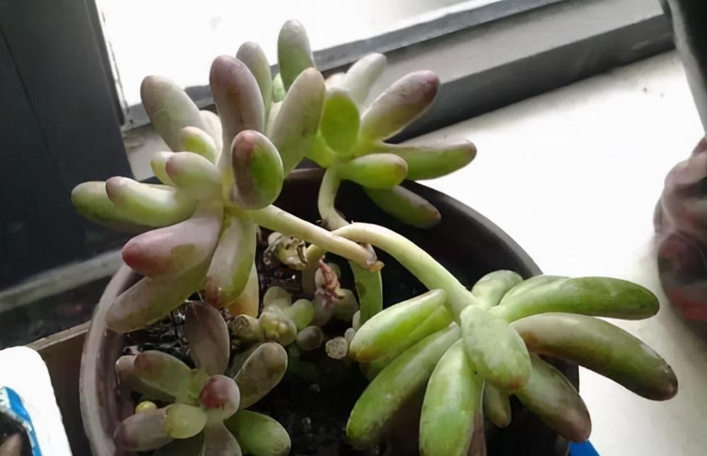 多肉常见3种季节病，养花大神有良方，新手拿好小本子