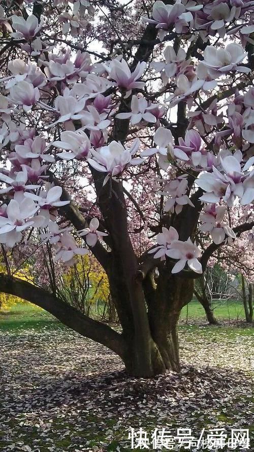 花朵|神奇!这个开花树居然可以长成这样震撼世人!真是太美了