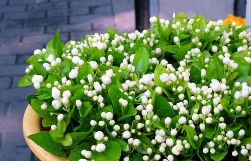 香味宜人的3种花，现在正是盛花期，开花清新又漂亮！