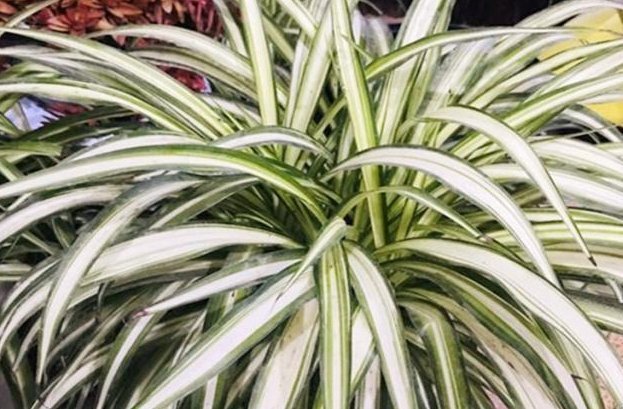 浇上|养吊兰有“诀窍”,浇上这2种“大补肥”,迅速爆盆,叶片大又宽