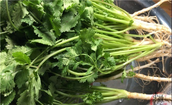 原来保存放半年的香菜这么简单，教你饭店的诀窍，一年只用买一次