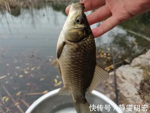 天然的钓饵“添加剂”,鲫鱼喜欢吃,鲤鱼抢着吃,你用过吗?