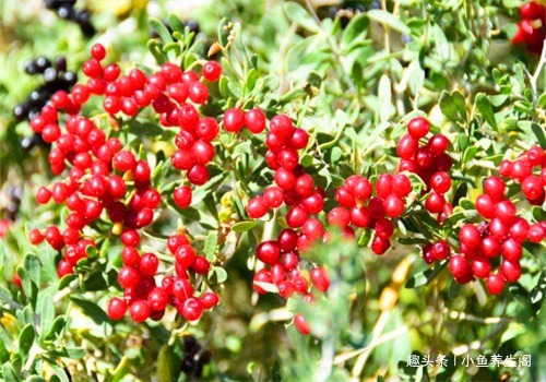 养颜|女人要对自己好一点,常吃4种食物,排毒养颜,缓解痛经,抗衰老