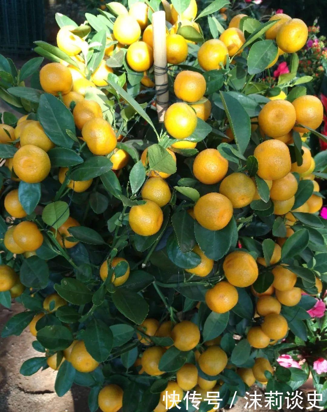 十大最受欢迎年宵花，学会挑选，才不上当