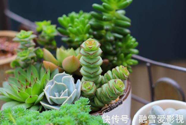 玻璃瓶|扦插多肉:怎么让枝叶早点生根发芽?这里就有4个方法