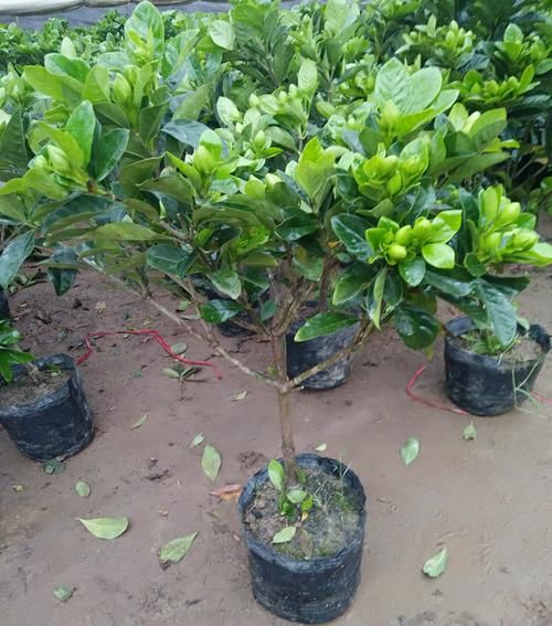 栀子花不开花?不懂它的习性瞎养,买多少也养不好