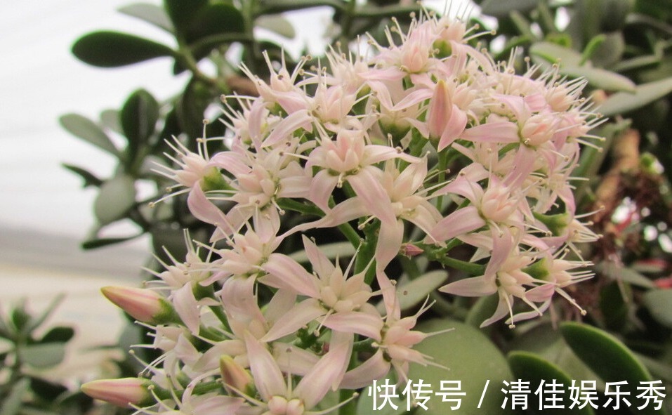 金钱树|4种树，花开富贵“好兆头”，难得一见，看看你家有吗？