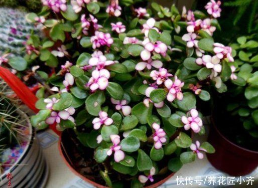 阳台上|如果你是封闭阳台,不要碰“3种花”,这个环境根本养不好