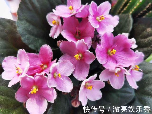 种花|4种花现在要搬进屋，要是再晒下去，就要晒成“枯草”